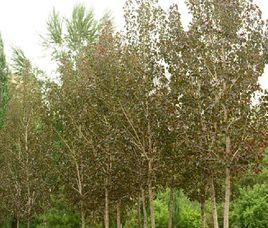 中華紅葉楊 中華紅葉楊