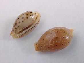 貝氏寶螺 貝氏寶螺