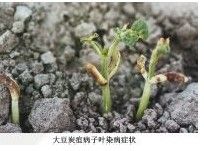 大豆炭疽病 大豆炭疽病