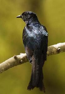 叉尾烏鵑 叉尾烏鵑