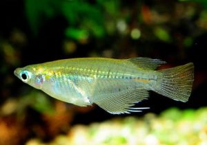 TK-1邰港一號 TK-1邰港一號