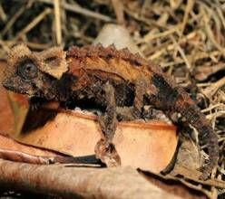 盔甲變色龍 盔甲變色龍