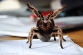 紅玫瑰寵物蜘蛛 紅玫瑰寵物蜘蛛