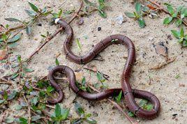 中華珊瑚蛇 中華珊瑚蛇