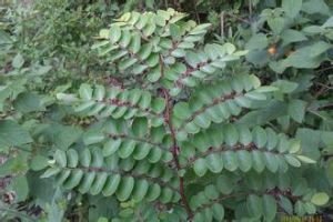 紅果黃檀 紅果黃檀