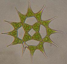 單角盤星藻具孔變種