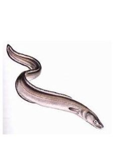 深海糯鰻 深海糯鰻