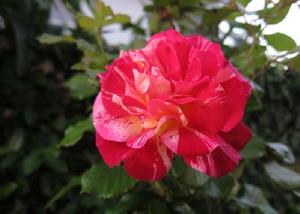 美國魔術 美國魔術