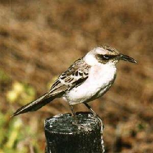 加島嘲鶇 加島嘲鶇