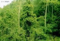 西雙版納熱帶雨林