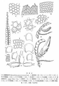 瘤壁裂齒苔 瘤壁裂齒苔