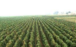 王果莊村 王果莊村