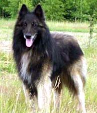 比利時坦比連犬