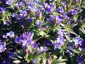 南山龍膽 南山龍膽