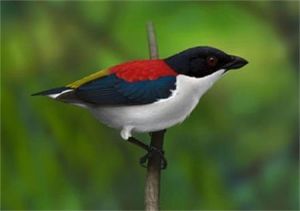 啄花鳥科 啄花鳥科