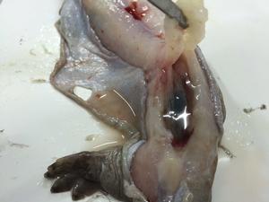 大鯢腹水病 大鯢腹水病