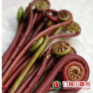 野味蕨菜 野味蕨菜