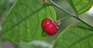 多脈守宮木 多脈守宮木