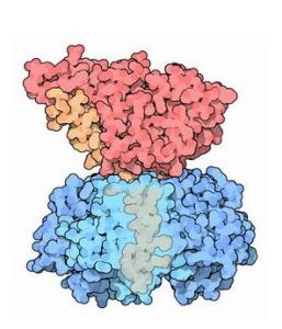 霍亂毒素 霍亂毒素
