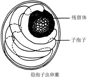 隱孢子蟲卵囊