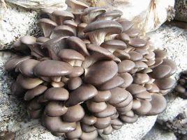 夏季高溫平菇栽培 夏季高溫平菇栽培