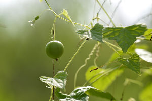 老鼠拉冬瓜 老鼠拉冬瓜