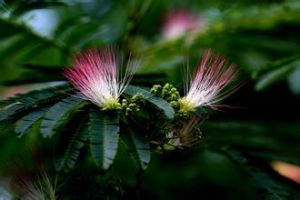 心葉大合歡 心葉大合歡