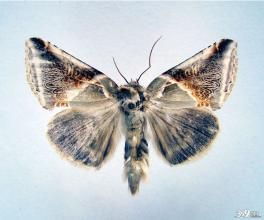 岩浩波紋蛾 岩浩波紋蛾