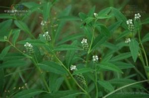 尖瓣花亞科 尖瓣花亞科