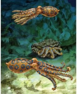 藍色圓環章魚 藍色圓環章魚