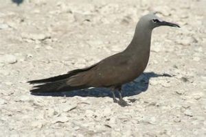 白頂玄燕鷗 白頂玄燕鷗