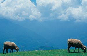 青海福澤生態農牧業科技有限公司