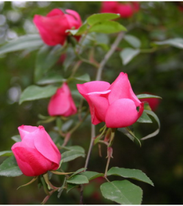 大紅薔薇 大紅薔薇