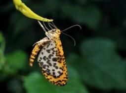 擬長翅祉尺蛾 擬長翅祉尺蛾