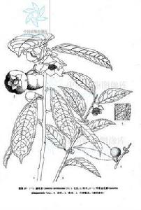 平果金花茶 平果金花茶