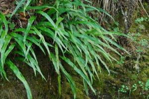 台灣瓦韋 台灣瓦韋