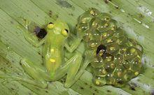 玻璃蛙與卵