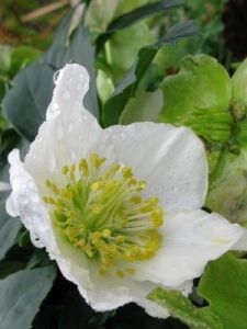 聖誕玫瑰[植物]