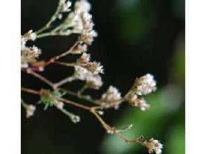 白鼓丁屬 白鼓丁屬