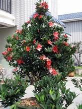 短軸紅山茶 短軸紅山茶