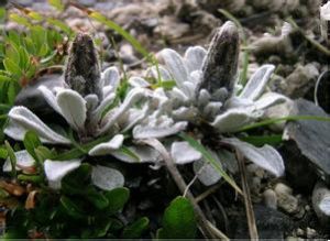 鶴慶風毛菊 鶴慶風毛菊