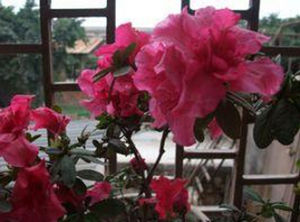 礫石杜鵑 礫石杜鵑