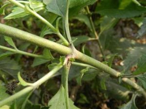 兔兒尾苗 兔兒尾苗