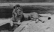 在萊比錫動物園內飼養的獅子，可能是一隻巴巴里獅。