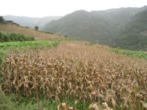 上屋甸村 上屋甸村