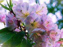 艾克斯吉斯特杜鵑