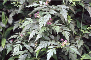 西藏懸鉤子 西藏懸鉤子