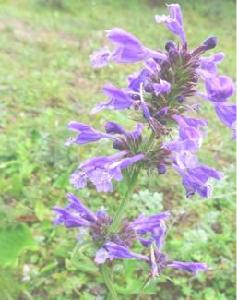 甘青青蘭 甘青青蘭