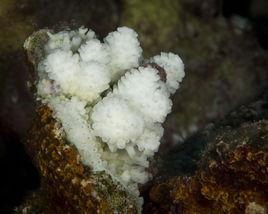 白化現象 白化現象