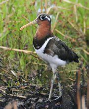 半領彩鷸 半領彩鷸